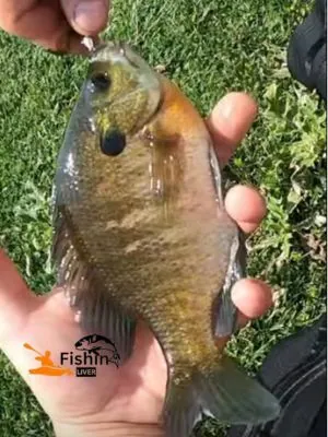 Fishing for Bluegills: A Beginner's Guide to Successful Angling