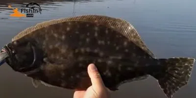 Master the Art: How to Fish for Flounder with Expert Techniques