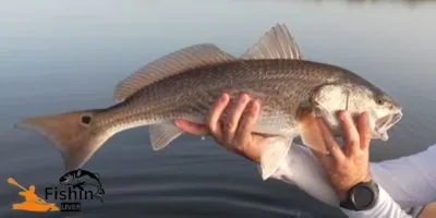 Fly Fishing For Redfish: Master the Art and Reel in Success!