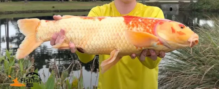 Can You Eat Koi Fish: Exploring Culinary Delights!