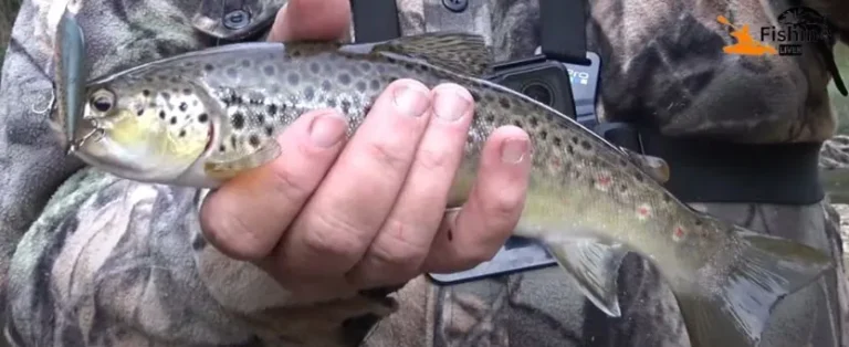Best Setup for Trout Fishing: Expert Tips for Success!