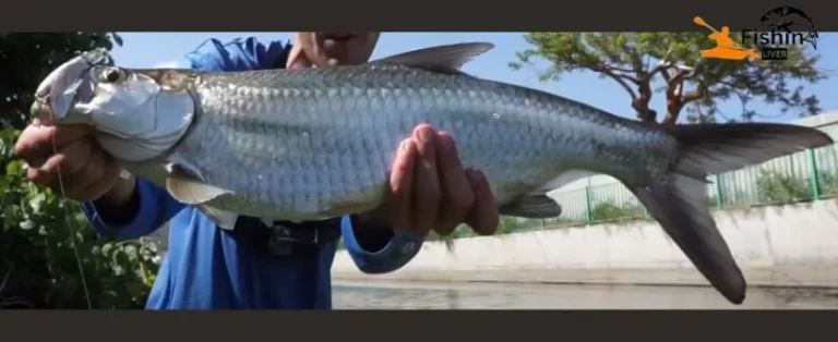 How to Tarpon Fish: Masterful Tips for Landing Trophy Catches!