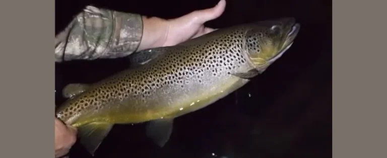 Trout Fishing at Night: Essential Tips for Success Under the Stars!