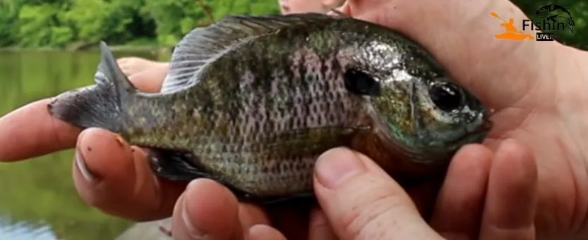 Are bluegill good to eat