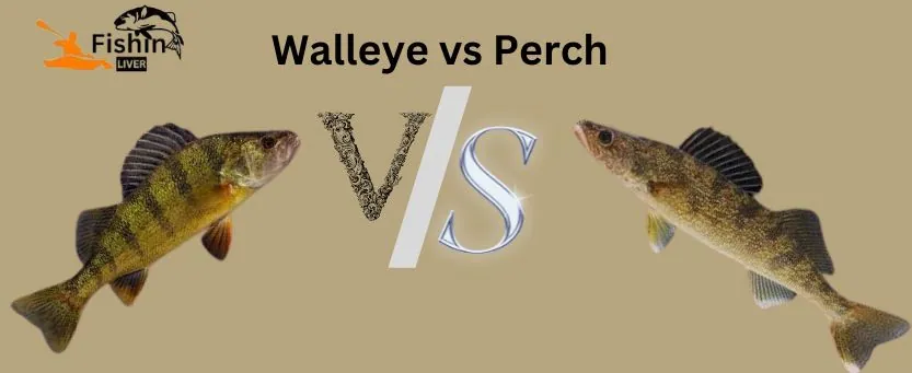 Walleye vs Perch
