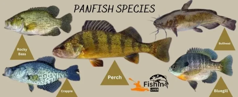 What is a Panfish? Essential Insights Revealed!