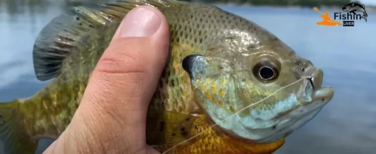 Are Bluegill Good to Eat? Culinary Insights