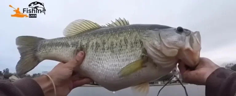 Can You Eat Largemouth Bass? Culinary Insights