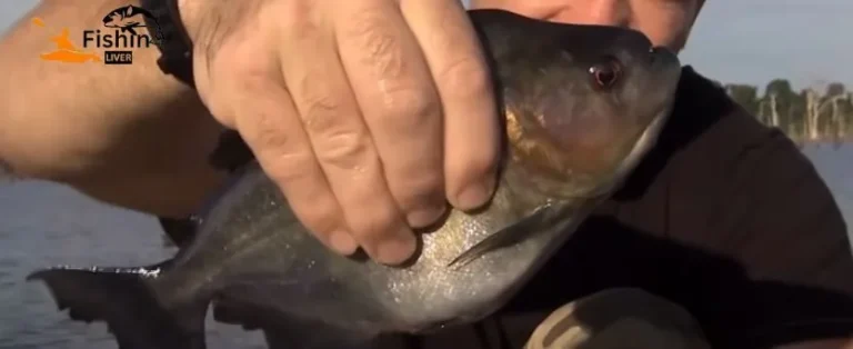 Can You Eat Piranha? Culinary Considerations