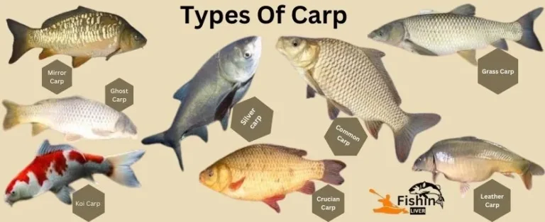 Type of Carp: A Comprehensive Guide
