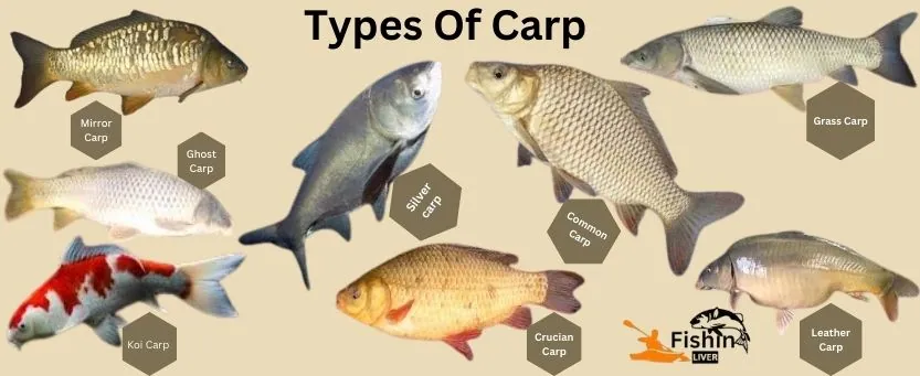 type of carp